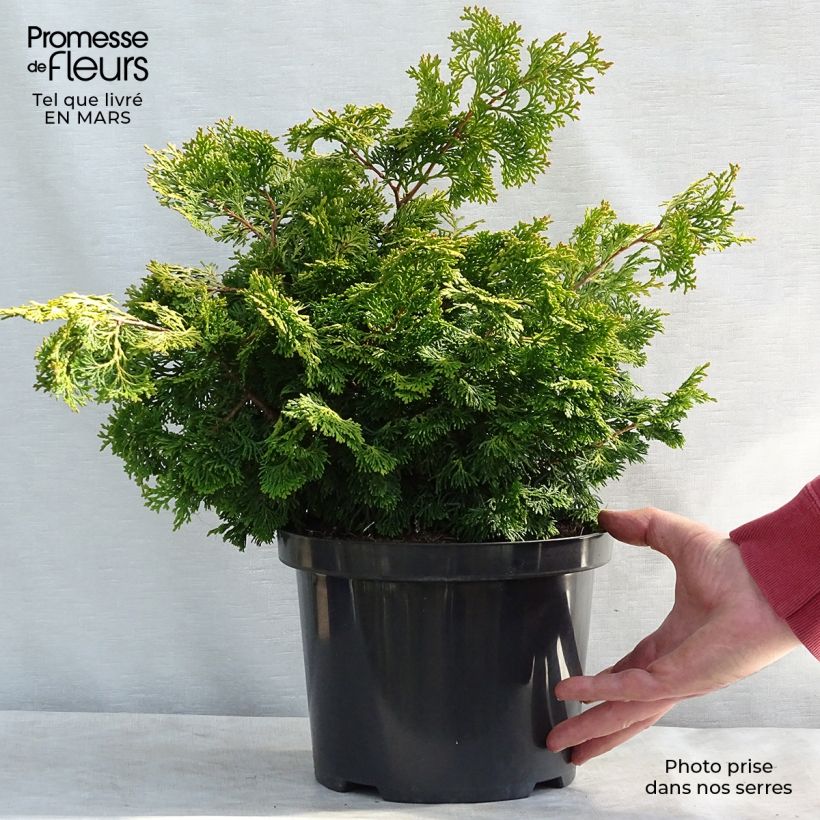 Exemplar von Chamaecyparis obtusa Rashahiba Topf mit 4L/5L wie im Winter geliefert