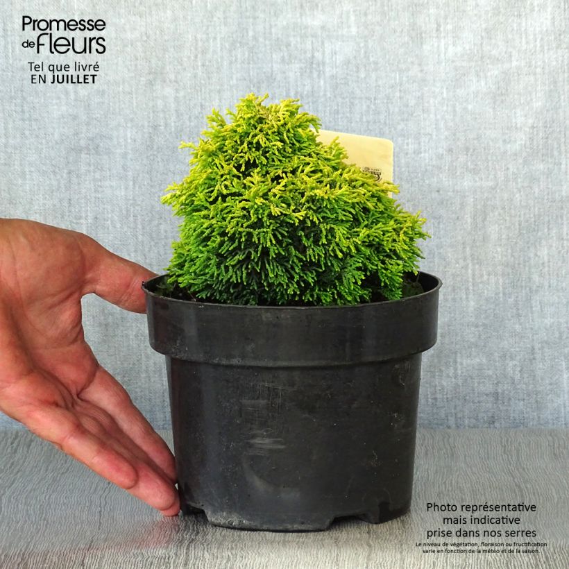 Exemplar von Chamaecyparis obtusa Butterball Topf mit 2L/3L wie im Sommer geliefert