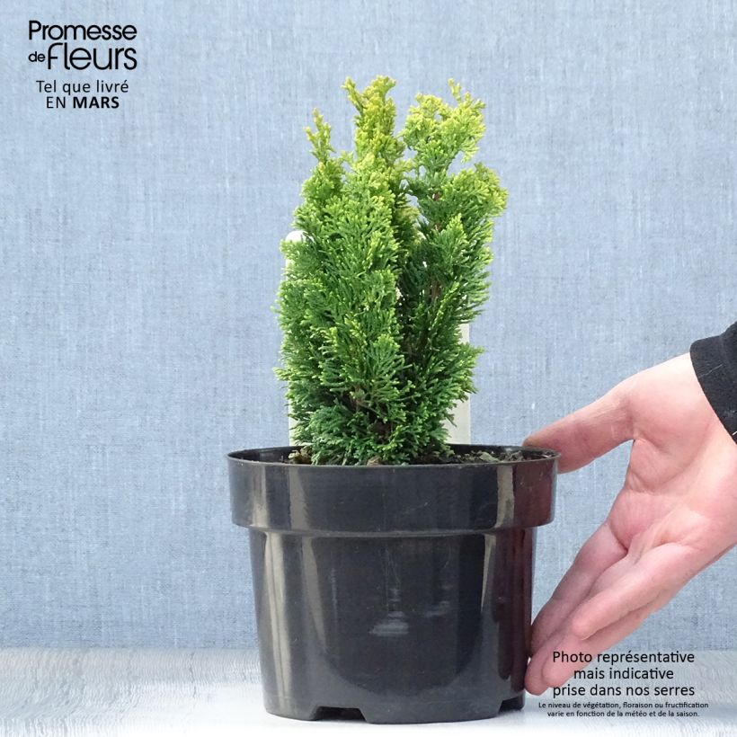 Exemplar von Chamaecyparis obtusa Meroki Twin Topf mit 2L/3LGelieferte Höhe ca. 20/30cm wie im Frühjahr geliefert