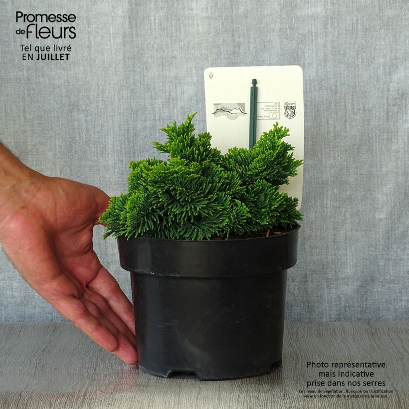 Exemplar von Chamaecyparis obtusa Nana Aurea Topf mit 2L/3L wie im Sommer geliefert