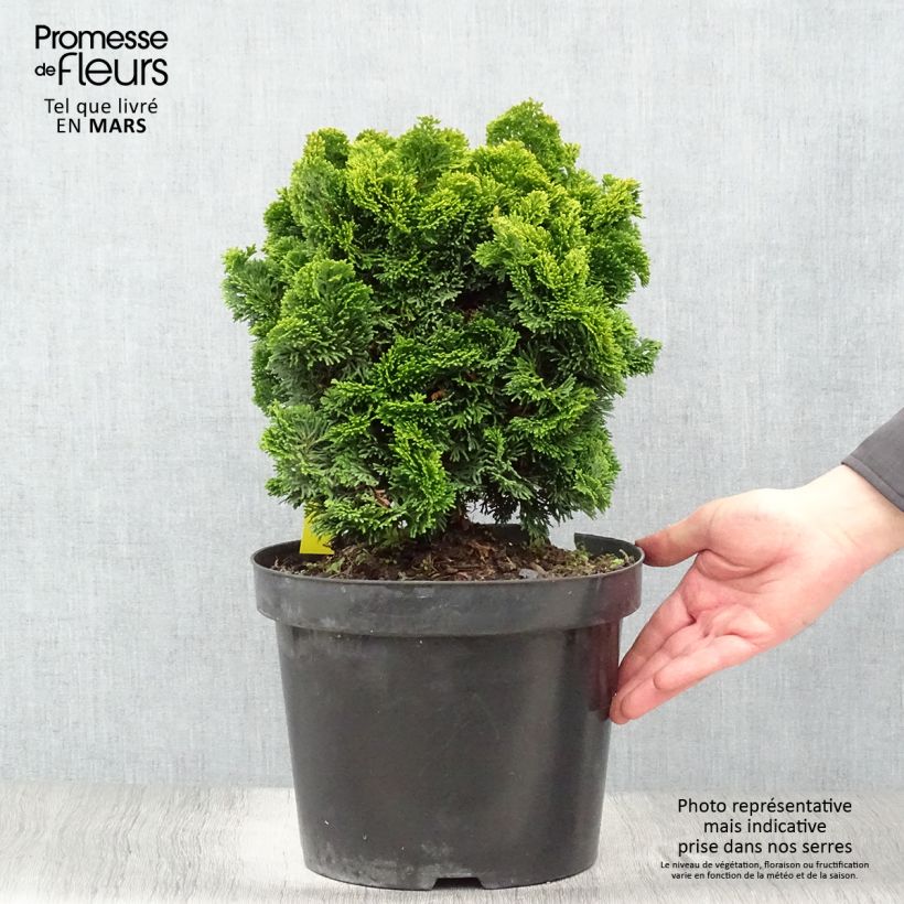 Exemplar von Chamaecyparis obtusa Nana Aurea Topf mit 7,5L/10L wie im Frühjahr geliefert