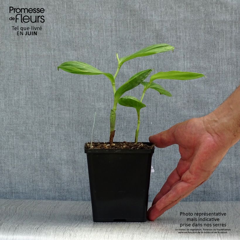 Exemplar von Cypripedium Pinkepank - Frauenschuh Topf mit 1L/1,5L wie im Sommer geliefert