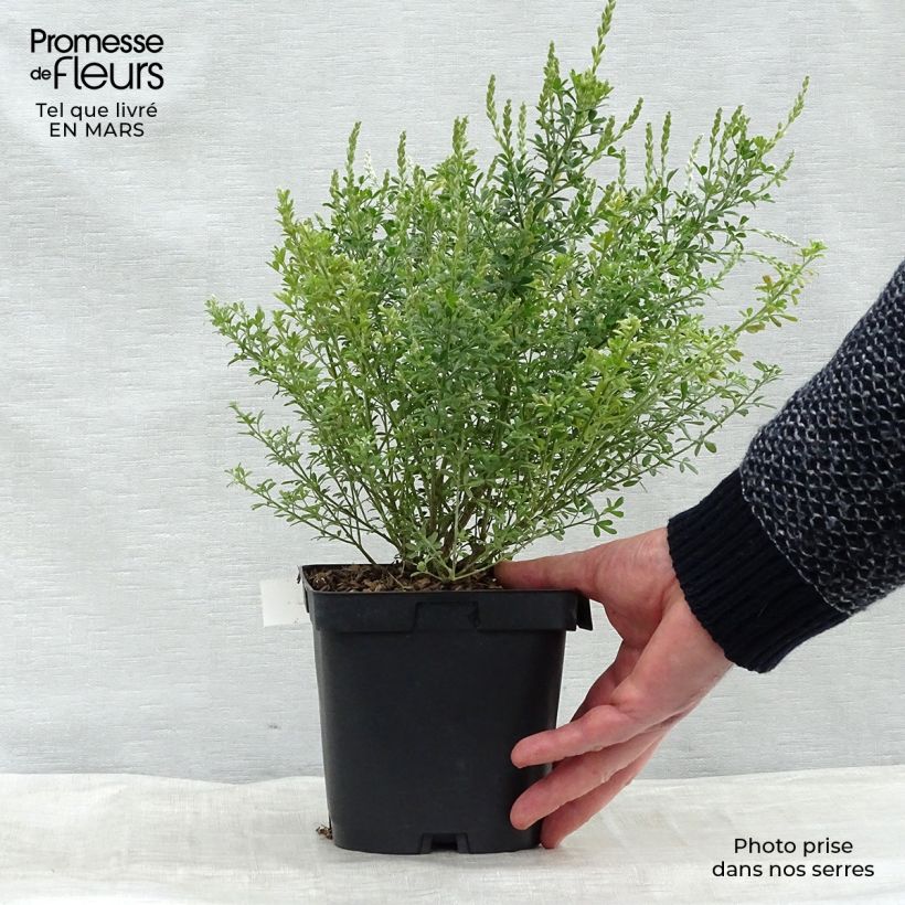 Exemplar von Cytisus spachiana Phebus - Geißklee Topf mit 2L/3LGelieferte Höhe ca. 20cm wie im Frühjahr geliefert