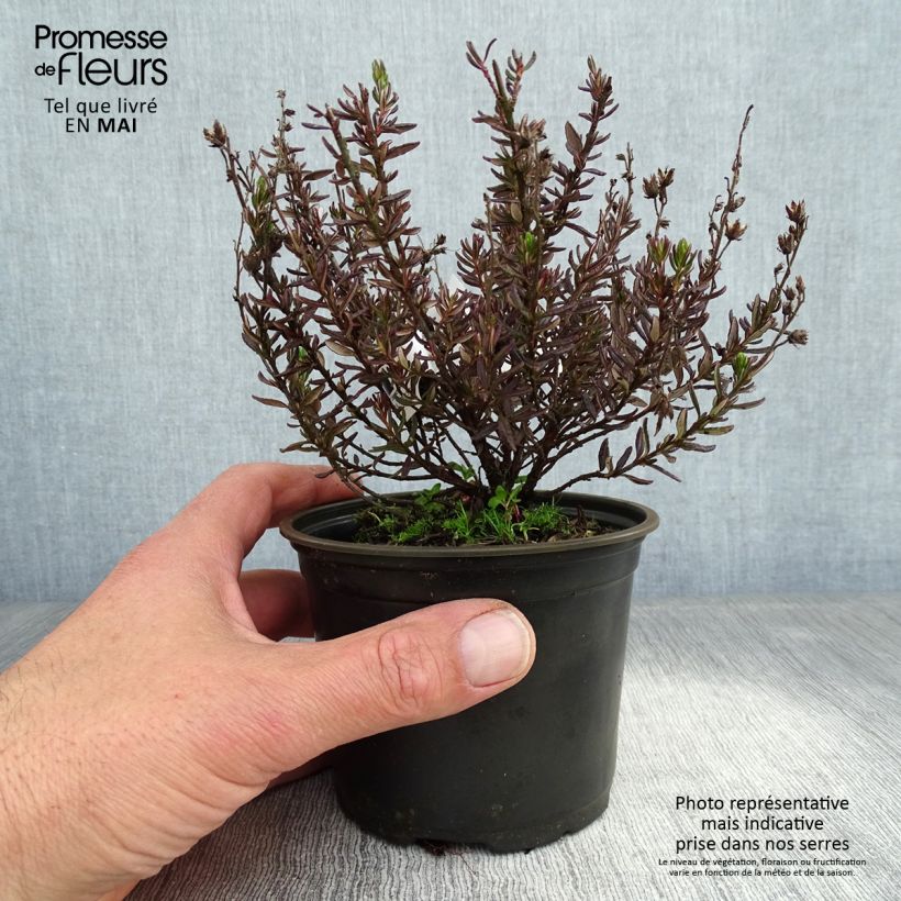 Exemplar von Irische Heide - Daboecia cantabrica Topf 12 cm / 13 cm wie im Frühjahr geliefert