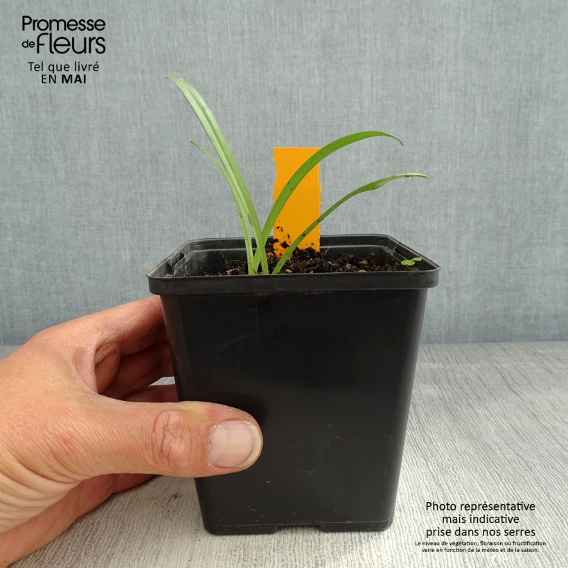Exemplar von Dactylorhiza maculata - Knabenkraut Kleine Töpfe von 8/9 cm wie im Frühjahr geliefert