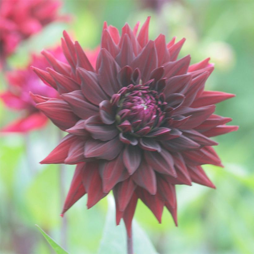 Kaktus-Dahlie Black Wizzard (Blüte)