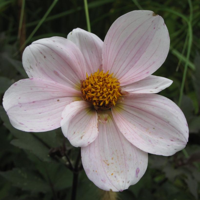 Zwerg-Dahlie Cory (Blüte)