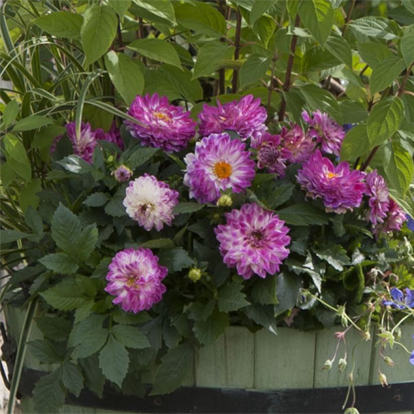 Dekorative Dahlie Dalina Maxi Bonita (Blüte)