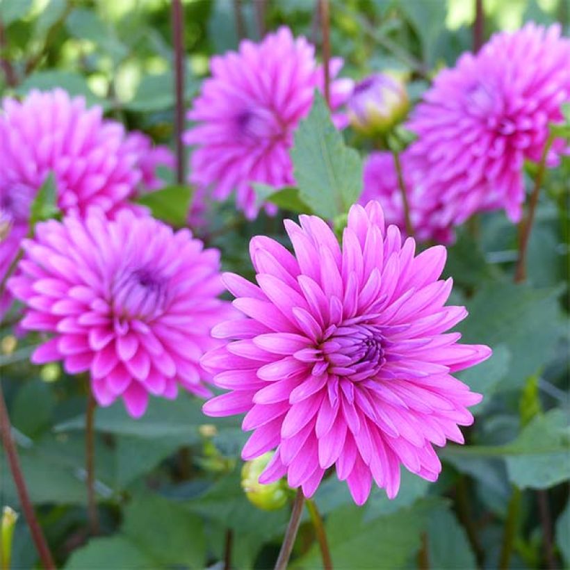 Schmuck-Dahlie Gerbera (Blüte)