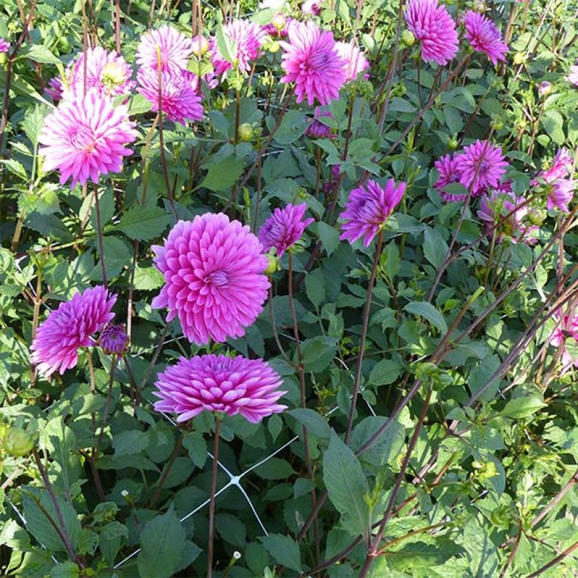 Schmuck-Dahlie Gerbera (Hafen)