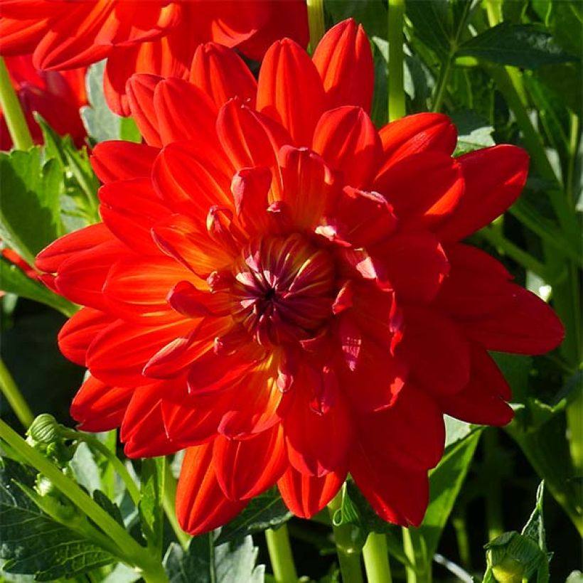 Schmuck-Dahlie Karma Irene (Blüte)