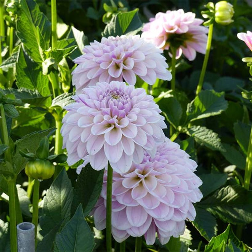 Schmuck-Dahlie Pink Silk (Blüte)