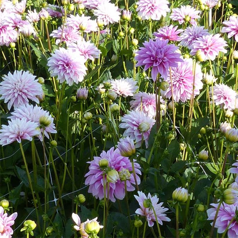 Schmuck-Dahlie Sweet Tiamo (Blüte)