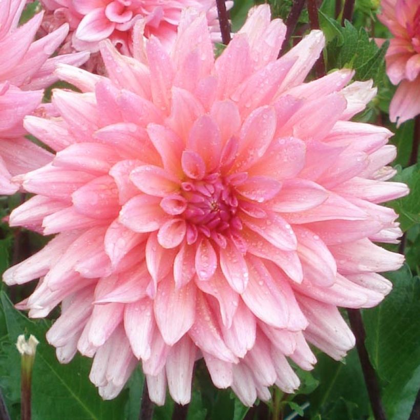 Schmuck-Dahlie Graaf Floris (Blüte)