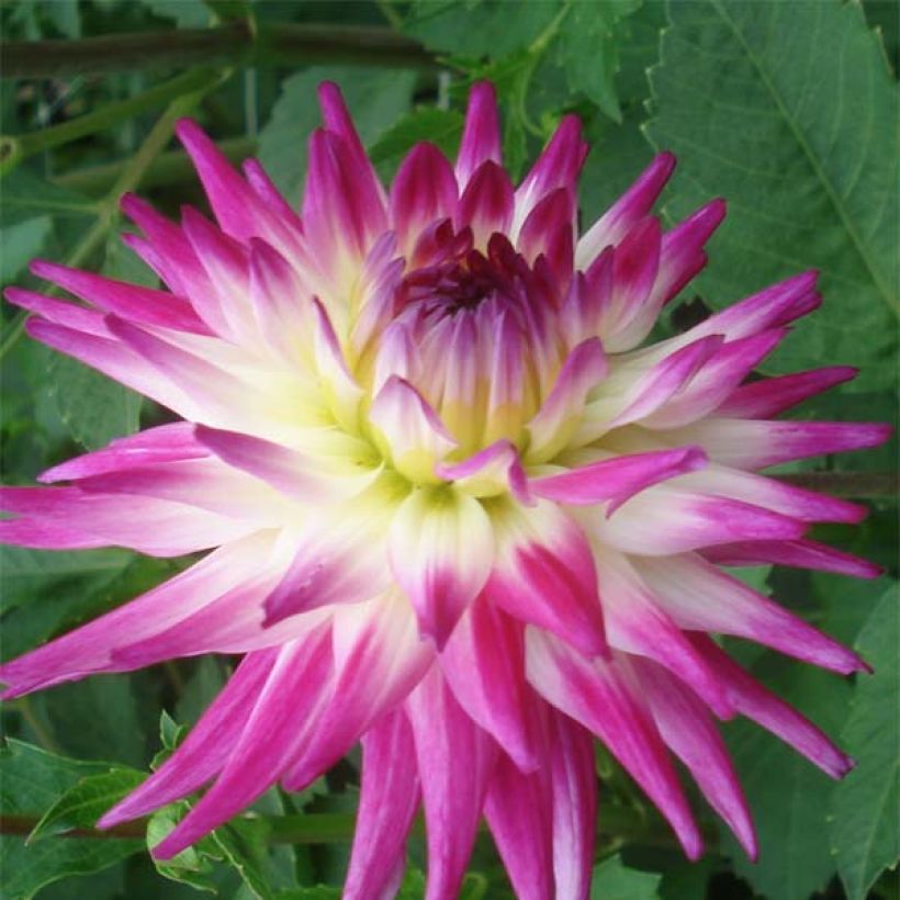 Kaktus-Dahlie Match (Blüte)