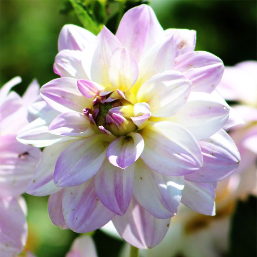 Schmuck-Dahlie Twilight Time (Blüte)