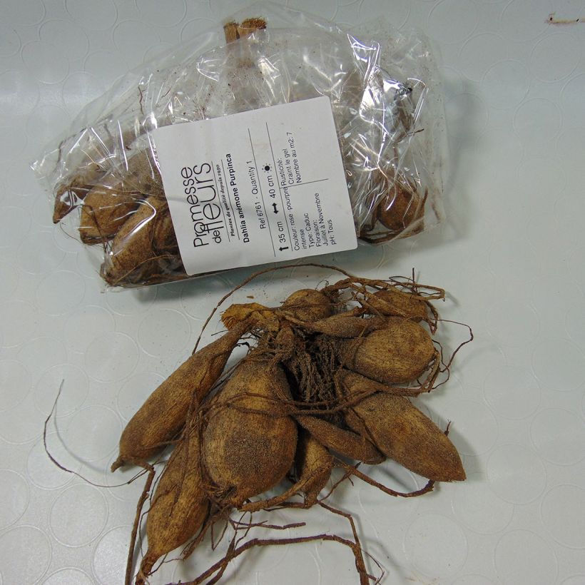 Beispiel eines Exemplars von Anemonenblütige Dahlie Purpinca Zwiebel Kaliber/Größe I wie geliefert