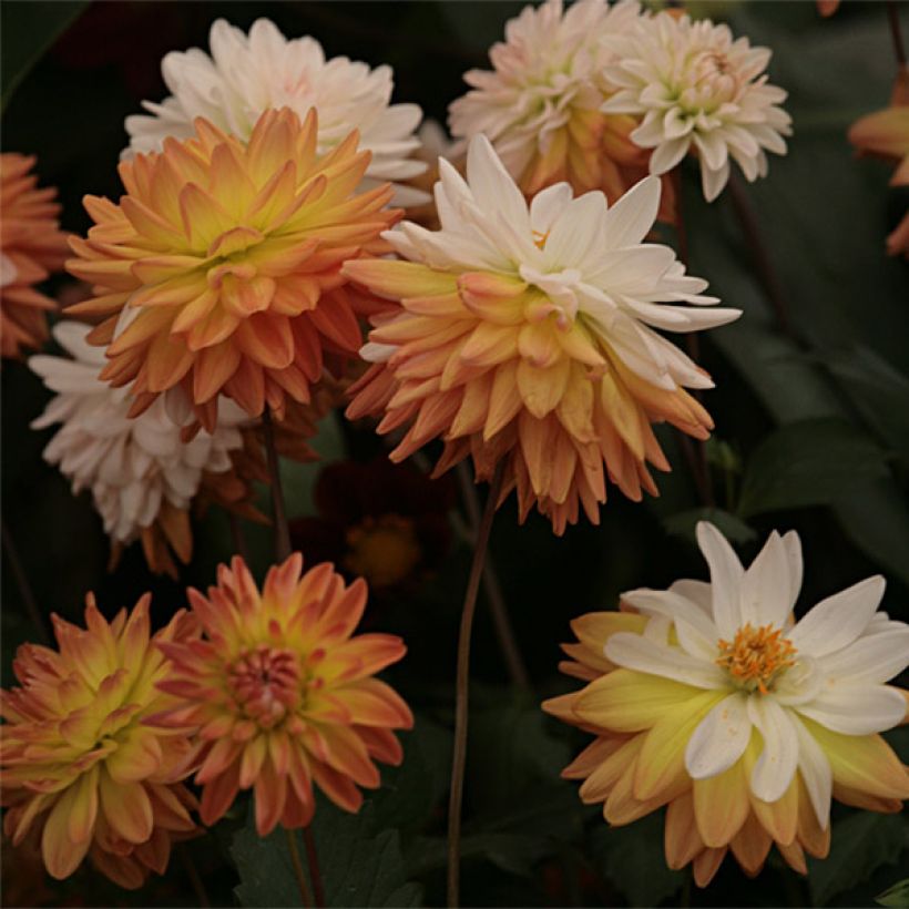 Schmuck-Dahlie Coup de Soleil (Blüte)