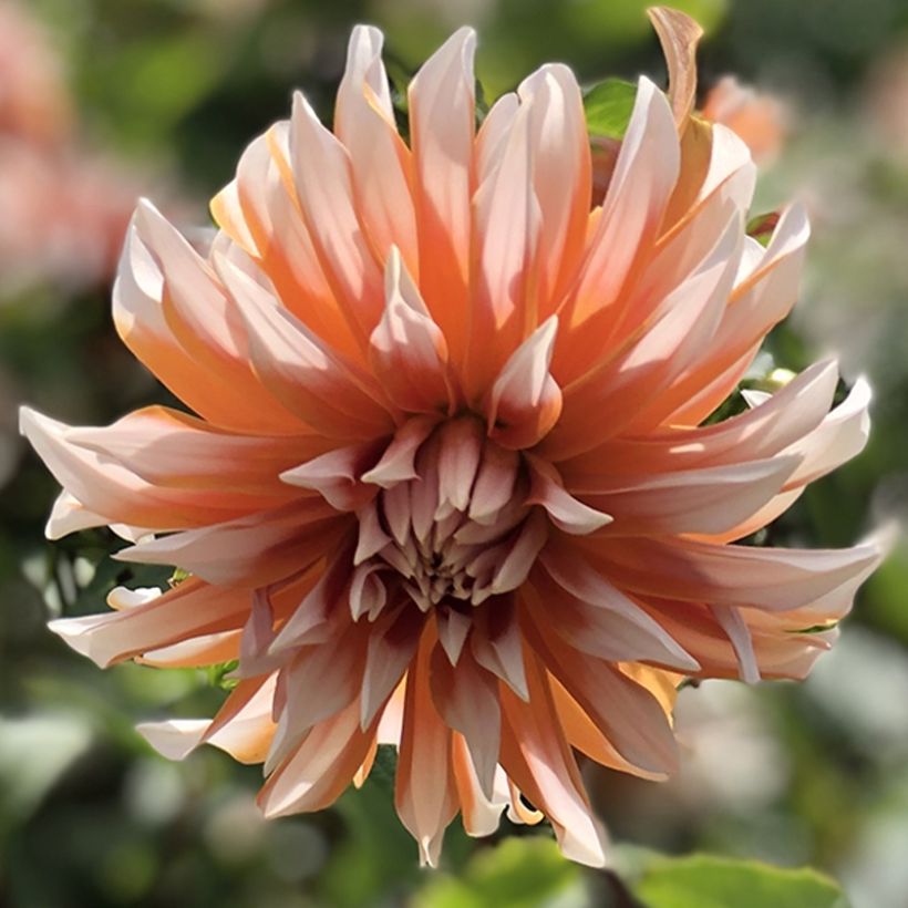 Schmuck-Dahlie Hans Auinger (Blüte)