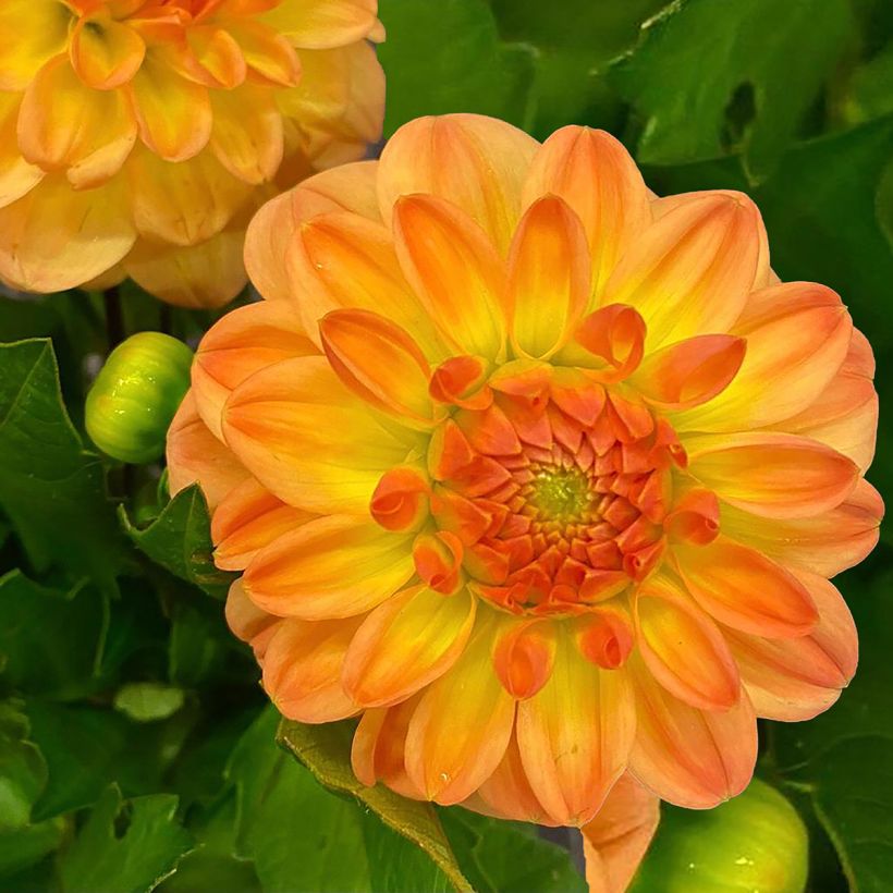 Schmuck-Dahlie Justyna (Blüte)