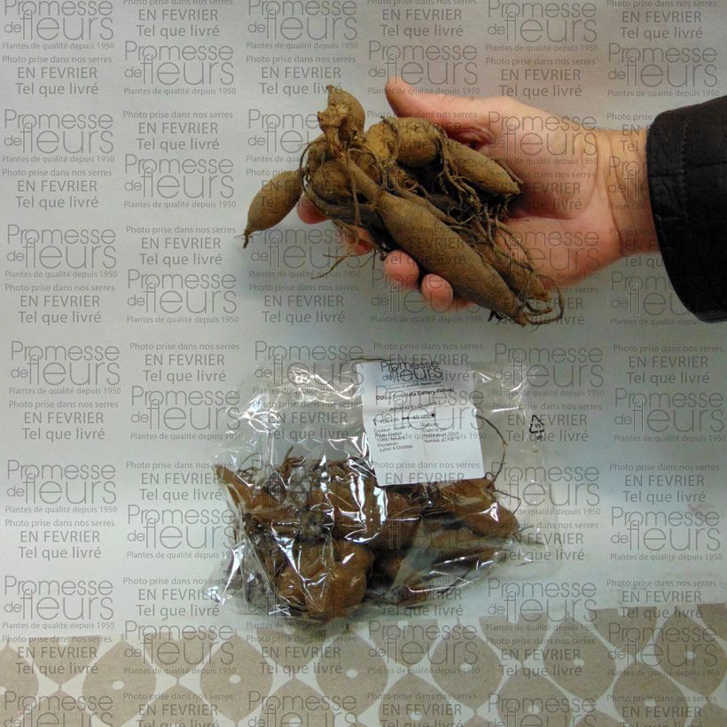 Beispiel eines Exemplars von Schmuck-Dahlie Canary Fubuki Zwiebel Kaliber/Größe I wie geliefert