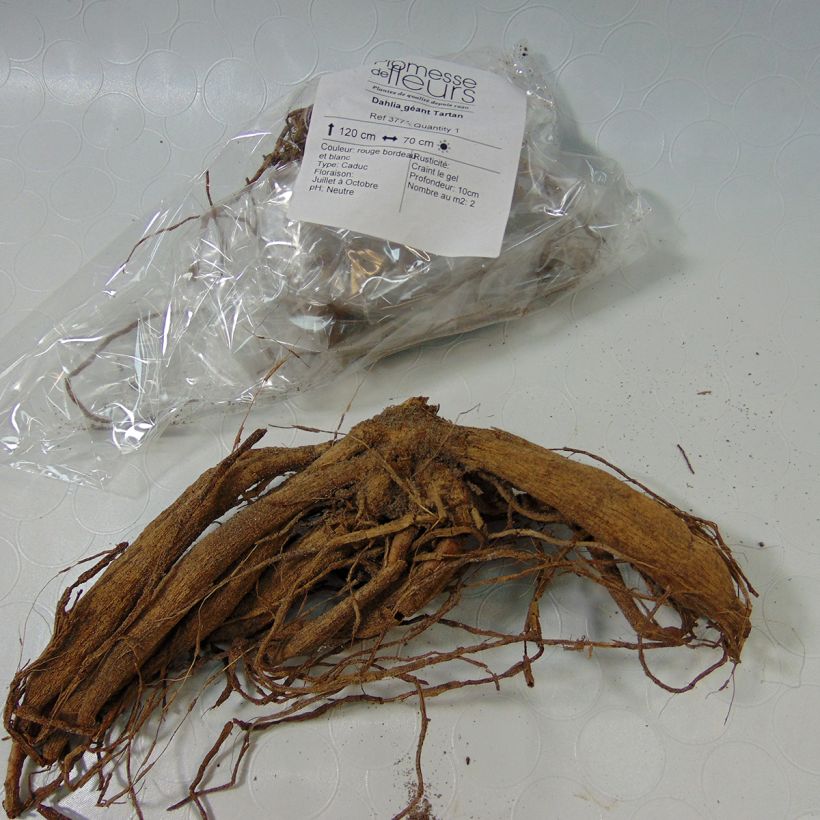 Beispiel eines Exemplars von Riesenblütige Dahlie Tartan Zwiebel Kaliber/Größe I wie geliefert