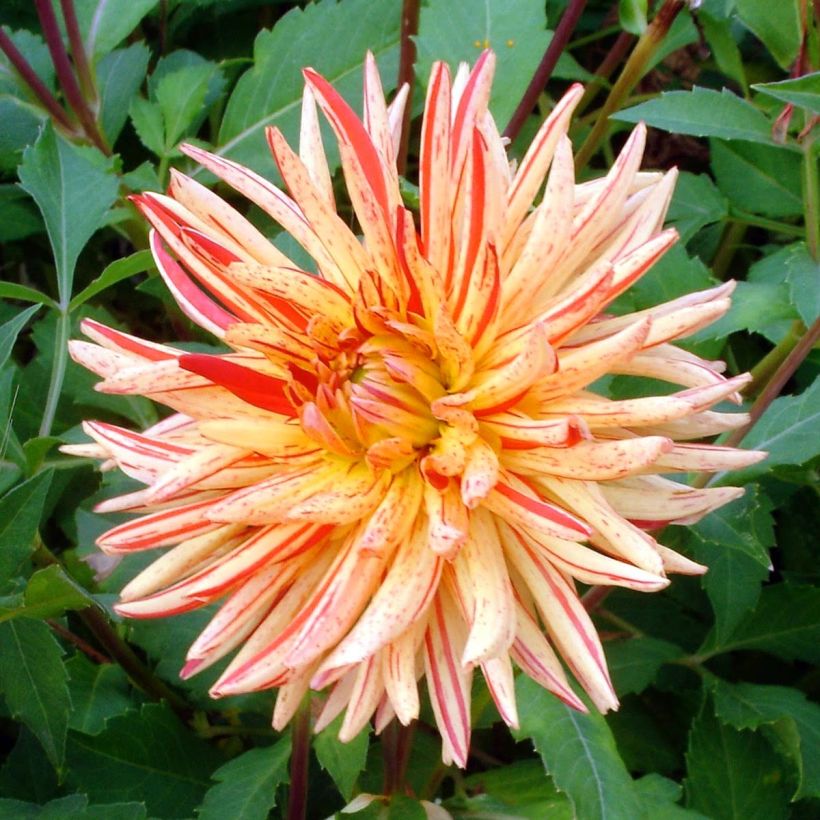 Kaktus-Dahlie Saint Saens (Blüte)