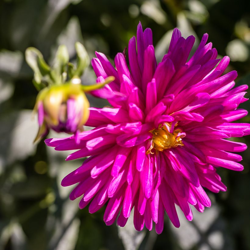 Kaktus-Dahlie Purple Gem (Blüte)