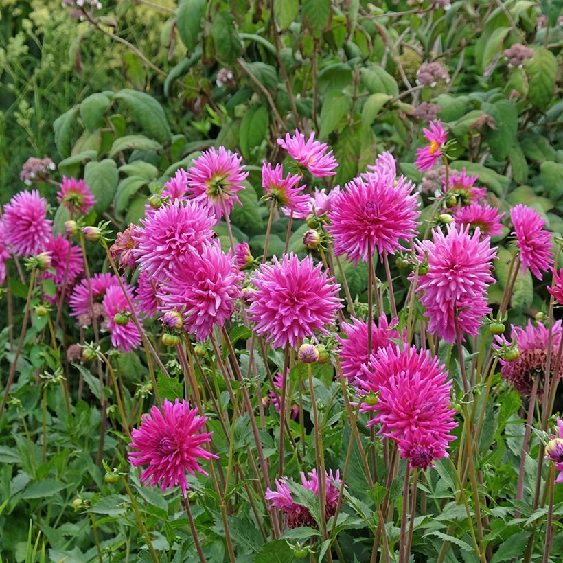 Kaktus-Dahlie Purple Gem (Hafen)