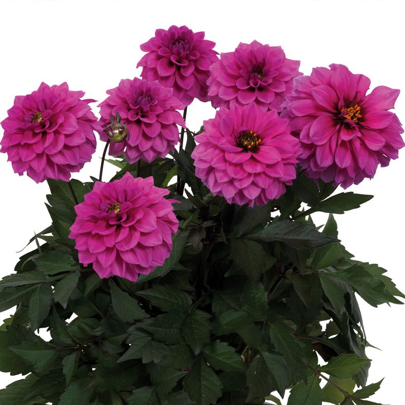 Zwerg-Dahlie Gardenetta Lavender (Blüte)