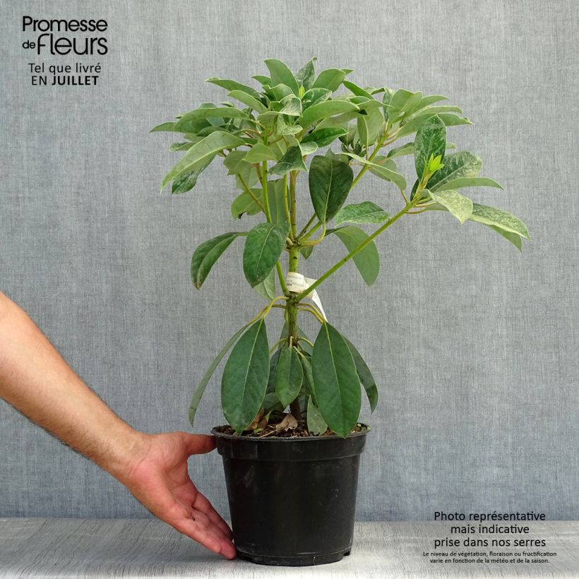 Exemplar von Daphniphyllum himalayense subsp. macropodum - Chinesischer Scheinlorbeer Topf mit 2L/3L wie im Sommer geliefert
