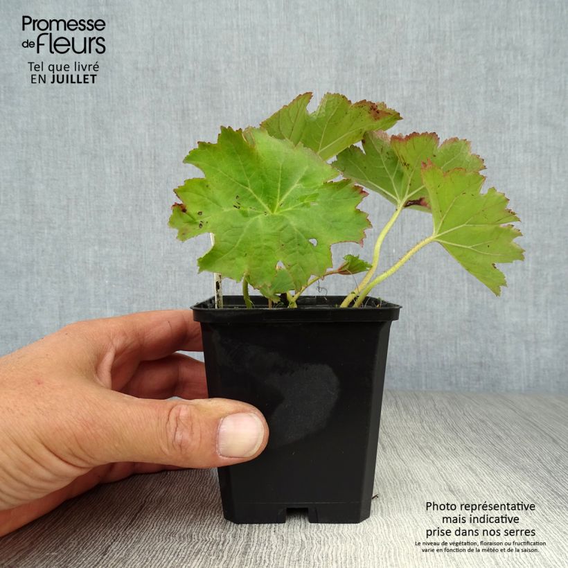 Exemplar von Darmera peltata - Schildblatt Kleine Töpfe von 8/9 cm wie im Sommer geliefert