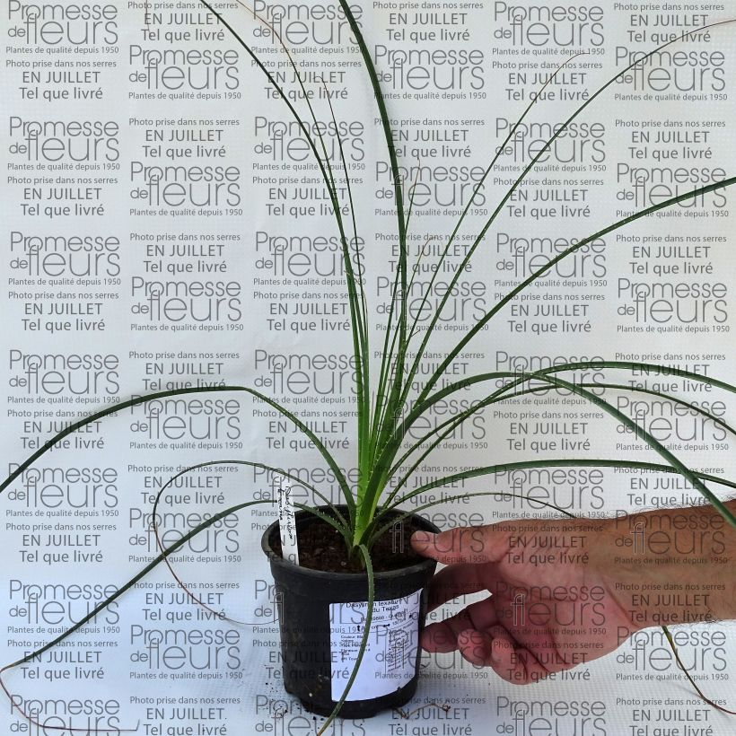 Exemplar von Dasylirion texanum - Rauhschopf Topf 12 cm / 13 cm wie im Sommer geliefert