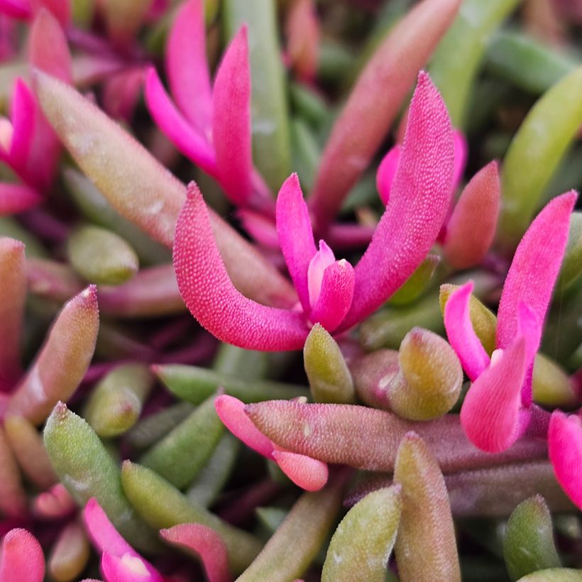 Delosperma Desert Dancers Red (Laub)