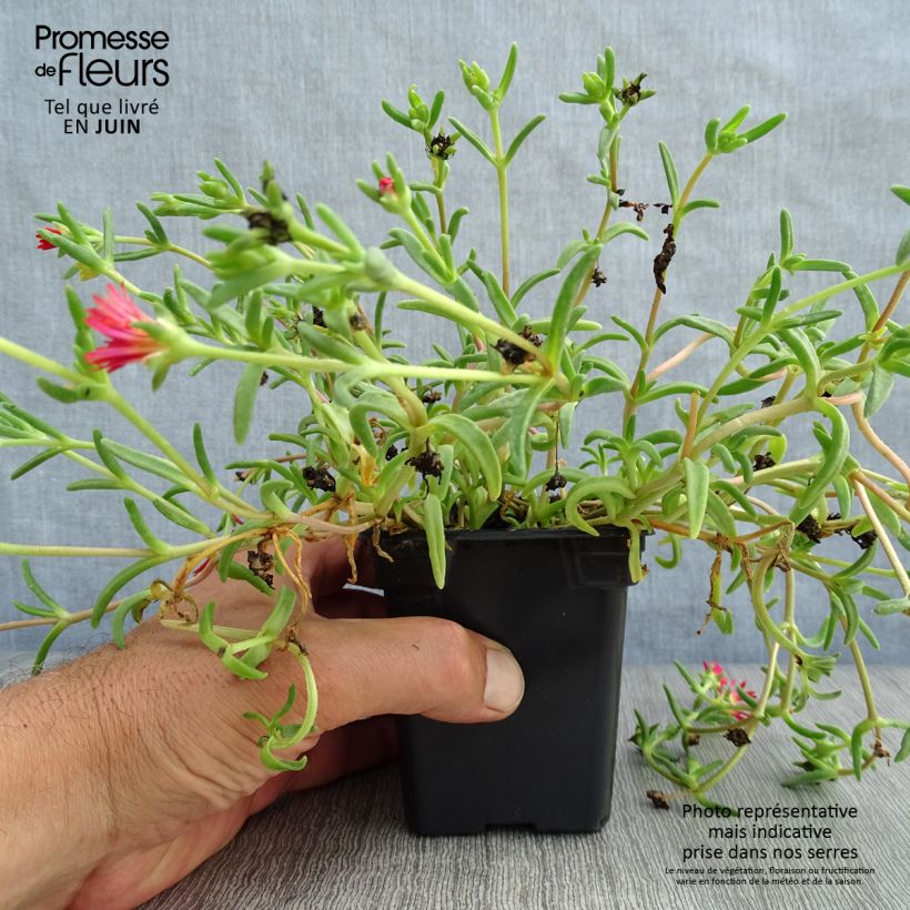 Exemplar von Delosperma Wheels of Wonder Fire Kleine Töpfe von 7/8 cm wie im Sommer geliefert