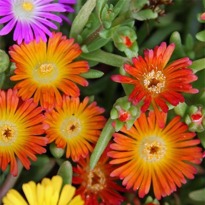 Delosperma Wheels of Wonder Orange (Blüte)
