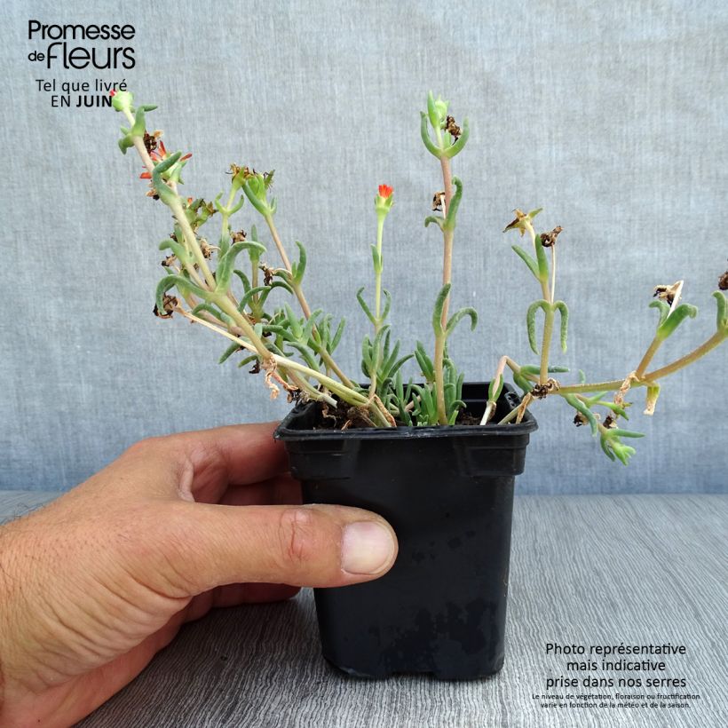 Exemplar von Delosperma Wheels of Wonder Orange en godet de 9cm wie im Sommer geliefert