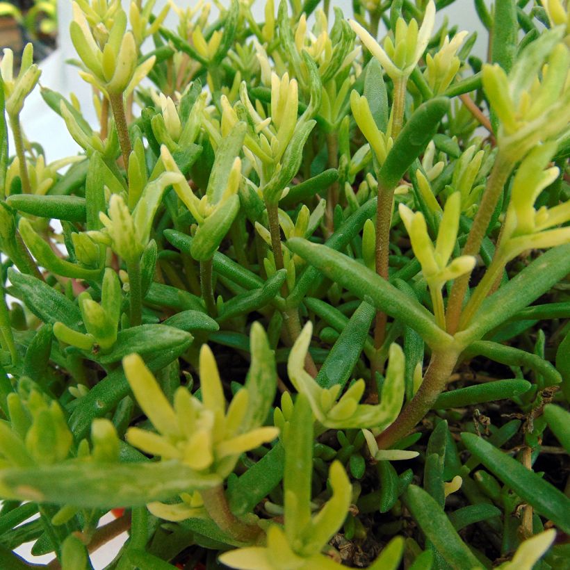 Delosperma Wheels of Wonder Orange (Laub)