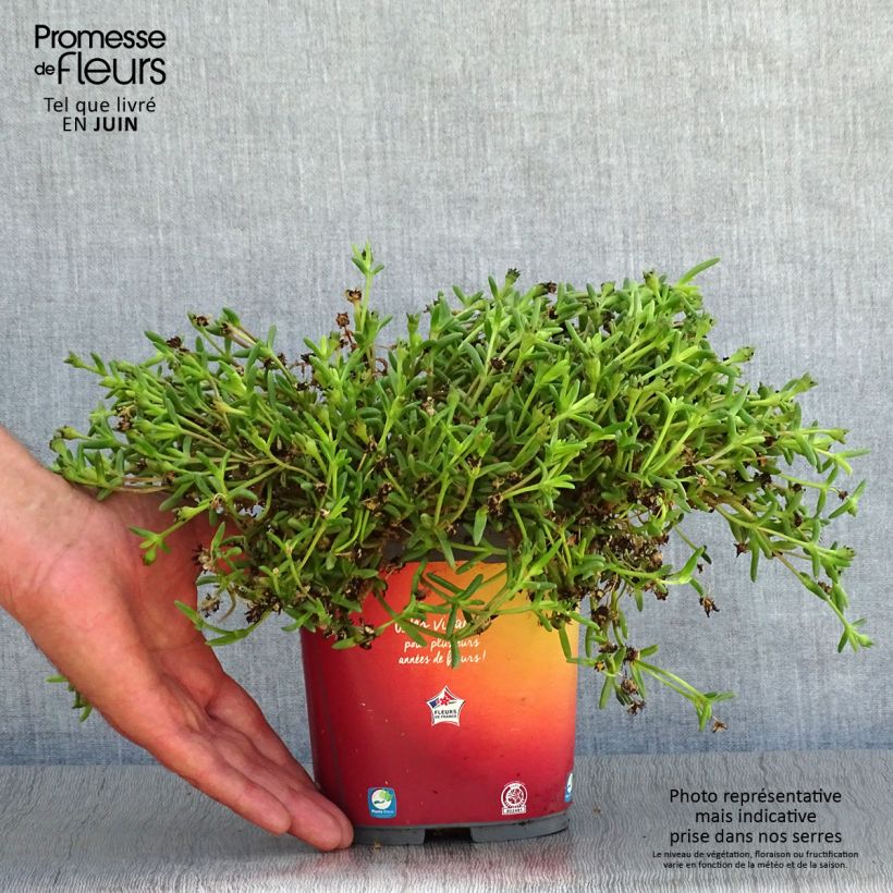 Exemplar von Delosperma Wheels of Wonder Orange en pot de 2L wie im Sommer geliefert