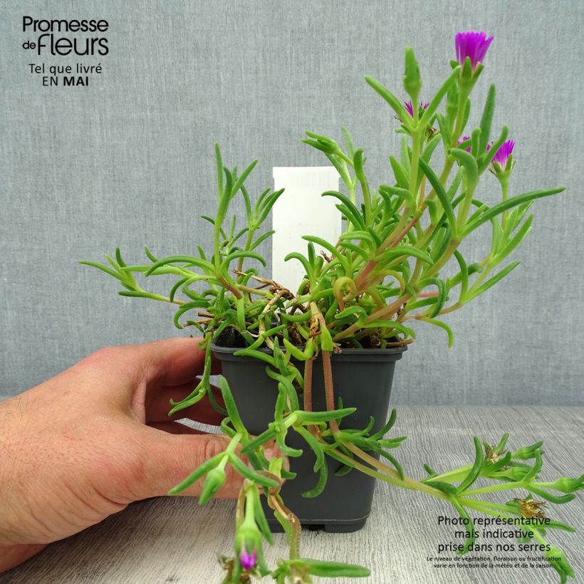 Exemplar von Delosperma Wheels of Wonder Violet Kleine Töpfe von 8/9 cm wie im Frühjahr geliefert