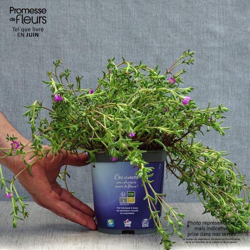 Exemplar von Delosperma Wheels of Wonder Violet Topf mit 2L/3L wie im Sommer geliefert