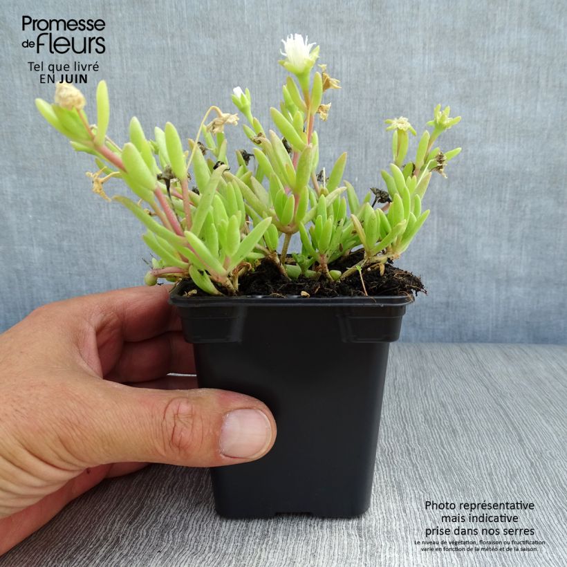 Exemplar von Delosperma Wheels of Wonder White Kleine Töpfe von 7/8 cm wie im Sommer geliefert