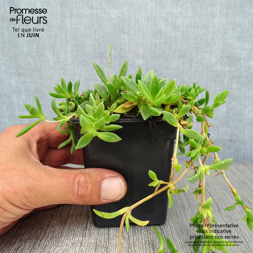 Exemplar von Delosperma cooperi Kleine Töpfe von 7/8 cm wie im Sommer geliefert