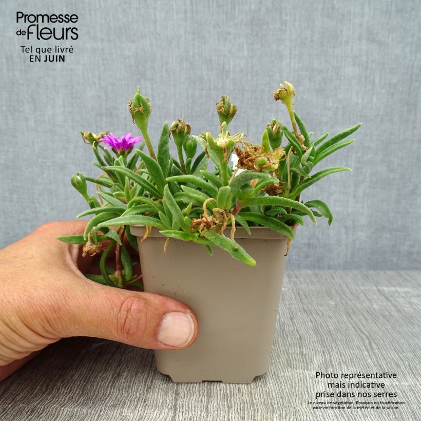 Exemplar von Delosperma sutherlandii Kleine Töpfe von 8/9 cm wie im Sommer geliefert