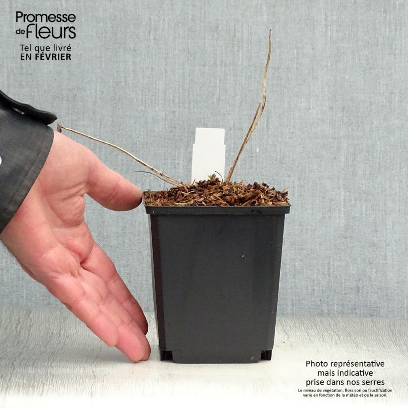 Exemplar von Pacific-Rittersporn Crystal Delight - Delphinium Topf 10 cm/11cm wie im Winter geliefert
