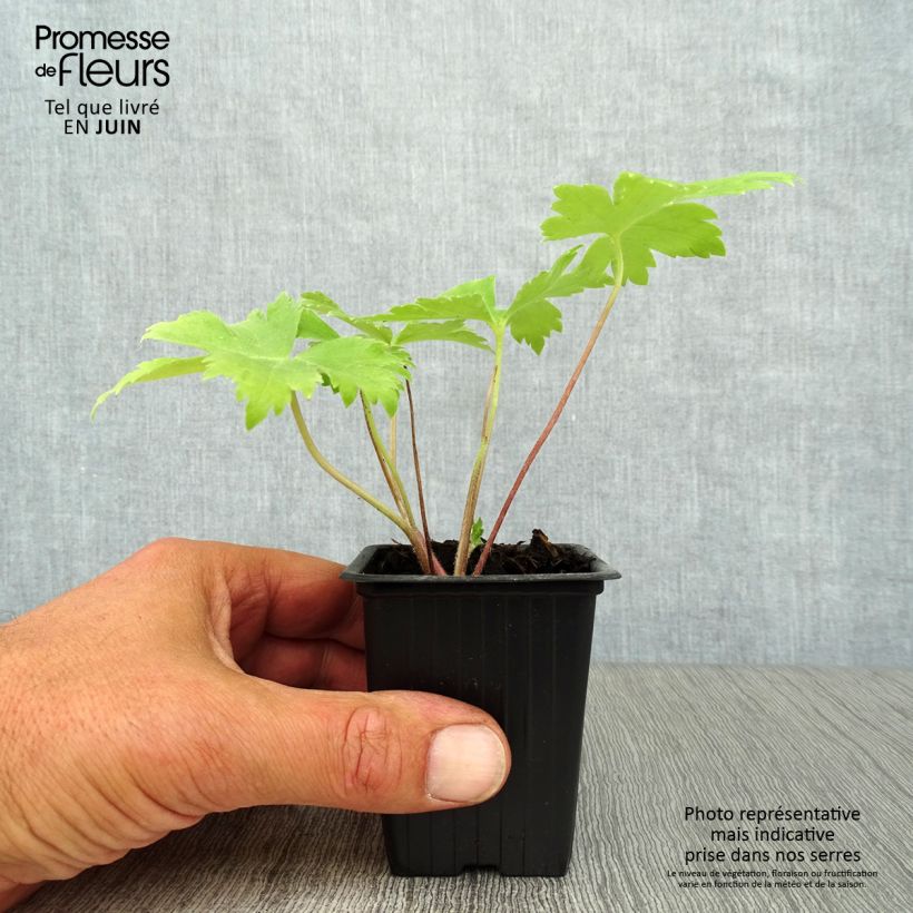 Exemplar von Pacific-Rittersporn Black Knight - Delphinium Kleine Töpfe von 7/8 cm wie im Sommer geliefert