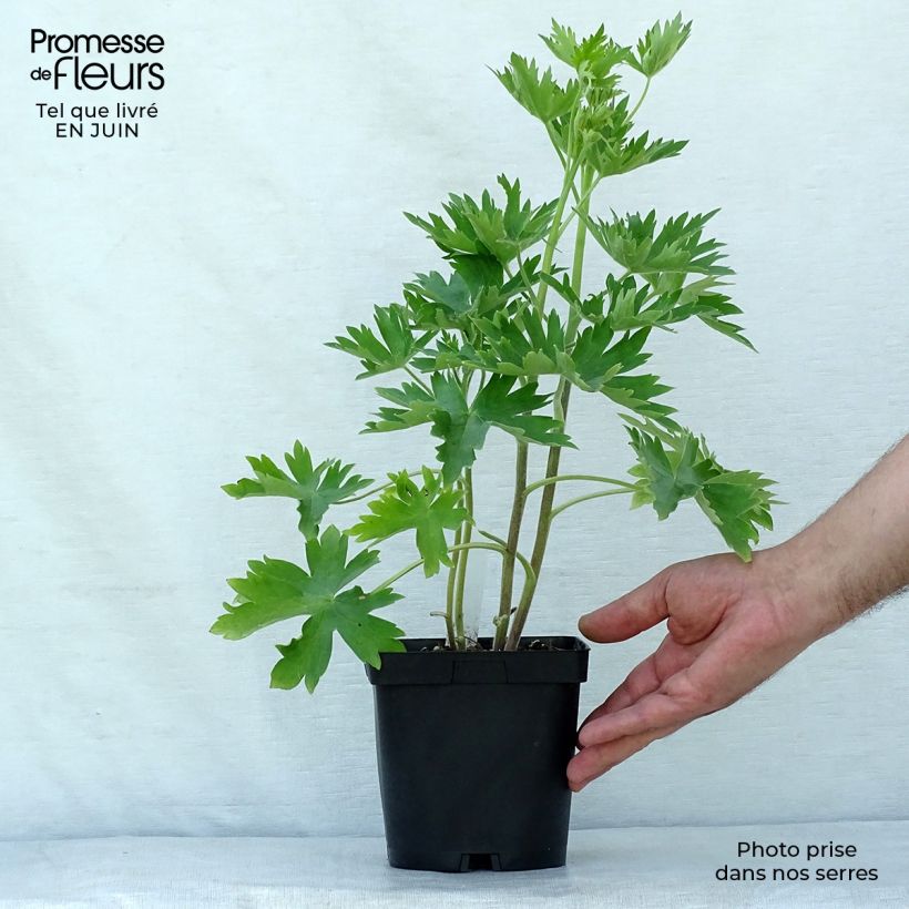 Exemplar von Pacific-Rittersporn Blue Biird - Delphinium Topf mit 2L/3L wie im Sommer geliefert