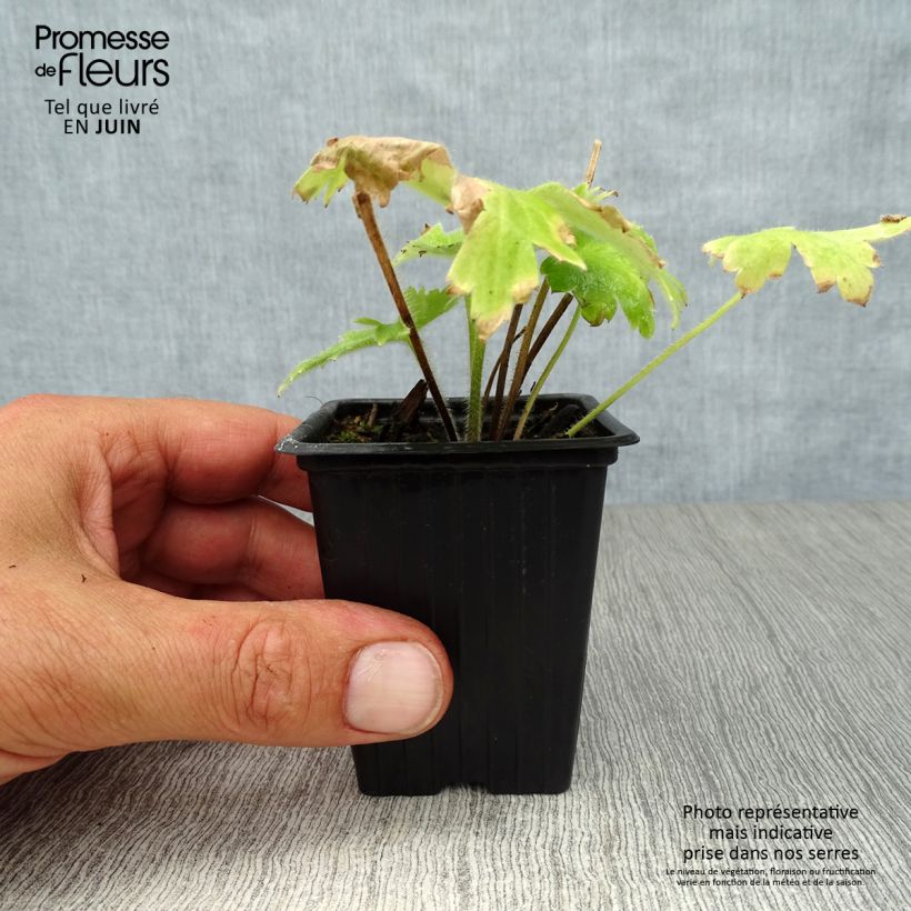 Exemplar von Pacific-Rittersporn Blue Biird - Delphinium Kleine Töpfe von 7/8 cm wie im Sommer geliefert
