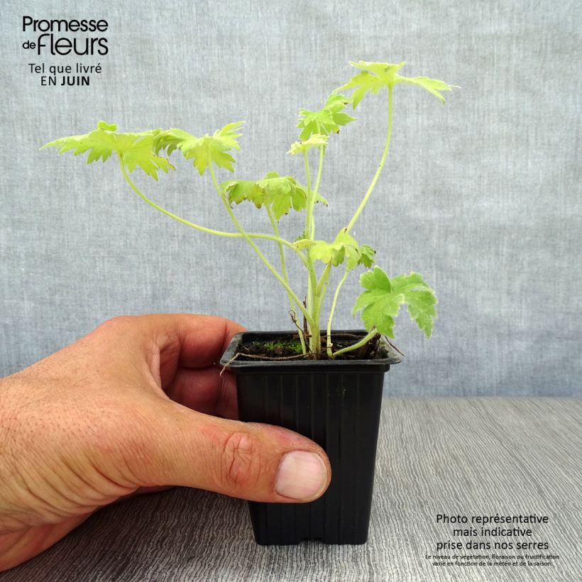 Exemplar von Pacific-Rittersporn Galahad - Delphinium Kleine Töpfe von 7/8 cm wie im Sommer geliefert