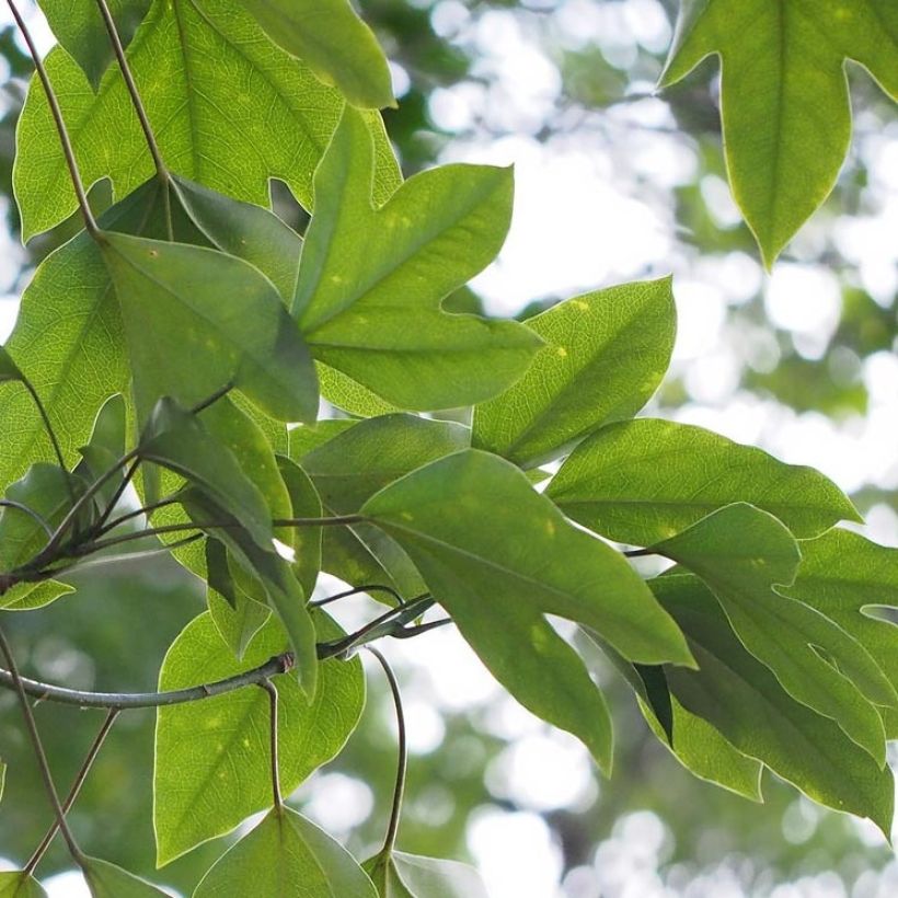 Dendropanax japonicus (Laub)